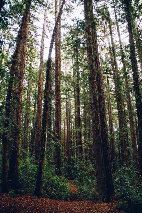 Timber Strain Guide to Choosing the Right Timber for Your Project - Timbeck